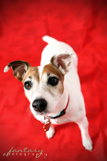 Winston Salem Triad Pet Photographer Fantasy Photography